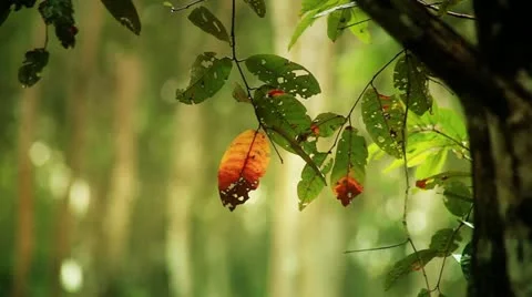 Forest Stock Footage 22109028