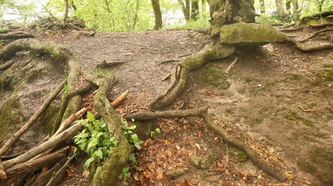 Forest Stock Footage 24583386