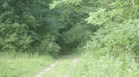 Forest 库存影片 25485808