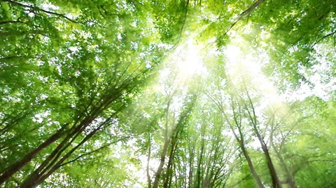 In forest Stock Footage 27638644