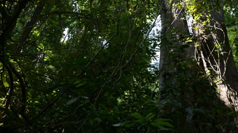 Forest Stock Footage 28014772