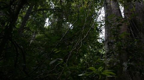 Forest 库存影片 28014828