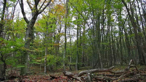 Forest Video stock 30582008