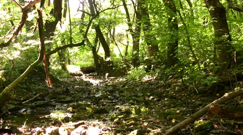 Forest Stock Footage 32663170