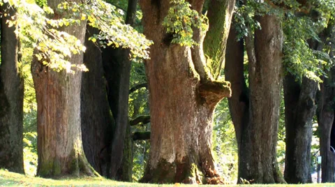 Forest Stock Footage 32929849