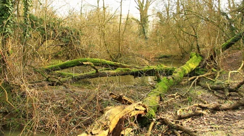 Forest Video stock 36168769