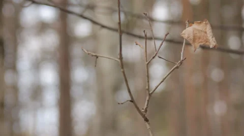 In Forest Stock Footage 36373680