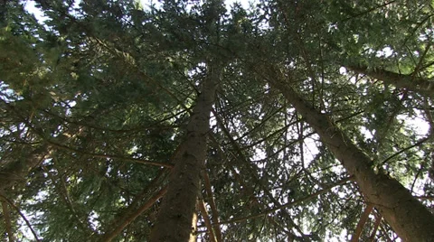 Forest Stock Footage 36523769