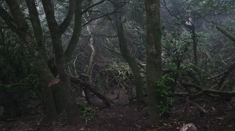 In the forest Vidéo 38853171