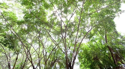 Forest Stock Footage 52351786