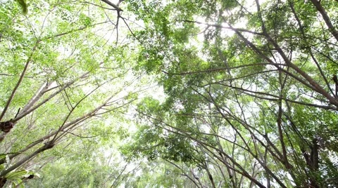 Forest Video stock 52351812