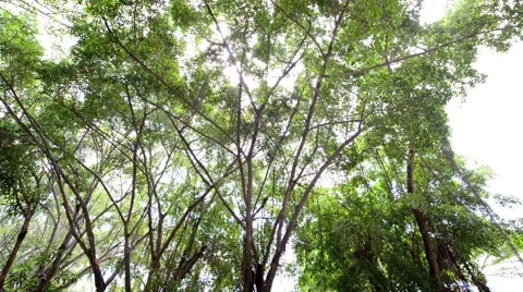 Forest Stock Footage 52351865