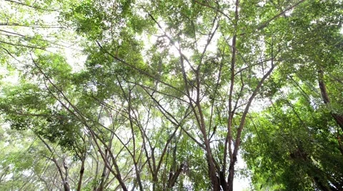 Forest Stock Footage 52351868