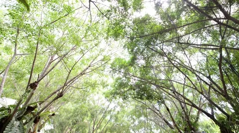 Forest Stock Footage 52351971