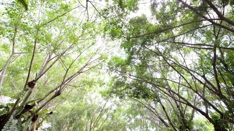 Forest Stock Footage 52352003