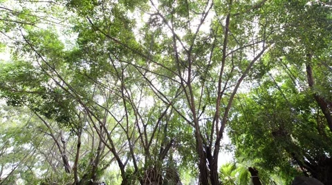 Forest Stock Footage 52352050