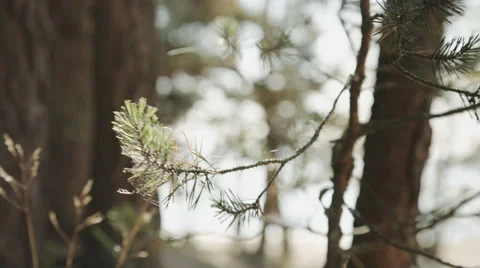 Forest Stock Footage 54633073