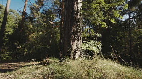 Forest 스톡 동영상 54639670