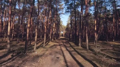 Into Forest Video stock 69971526