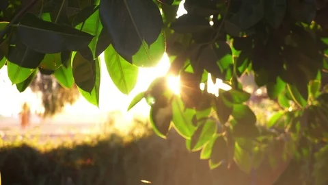 Forest Video stock 75310343