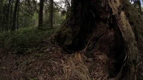 Forest Stock Footage 76892016