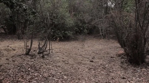 Forest Video stock 77045256