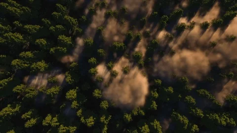 Forest Video stock 77584208