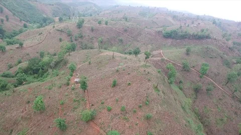 Forest Stock Footage 79552693