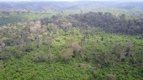 Forest Stock Footage 81176734