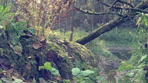 Forest Video stock 81593925