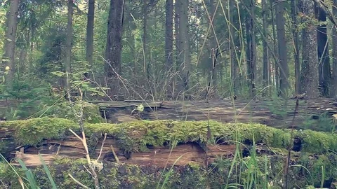 Forest Video stock 81635423