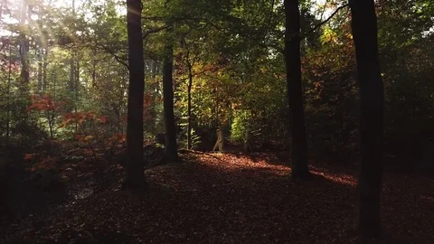 Into the forest. Stockbeeldmateriaal 82565190