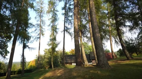 In the forest Stock Footage 84768645