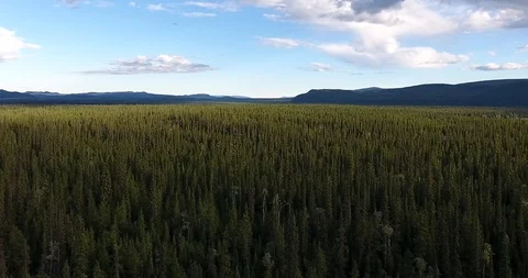 Forest Stock Footage 86196639