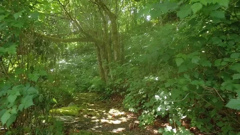 Into the Forest Stock-Footage 91367609
