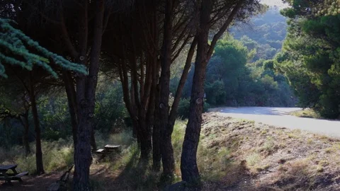 Forest Stock Footage 93589409