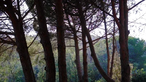 Forest Stock Footage 93589957