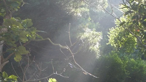 Forest Stock Footage 95158714