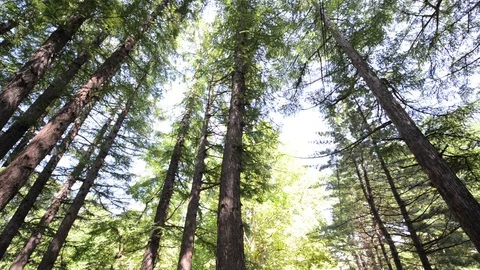 Forest Stock-Footage 95789168