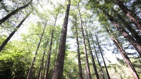 Forest Stock-Footage 95789190