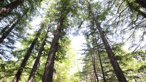 Forest Stock-Footage 95789222