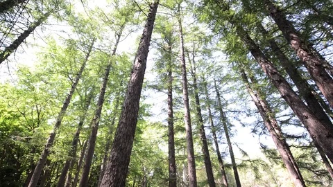 Forest Stock-Footage 95789258