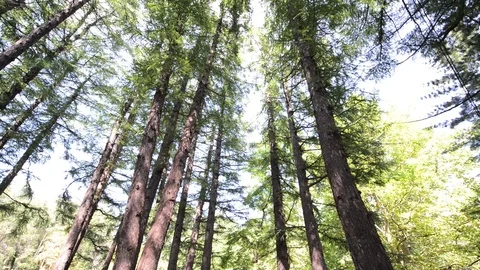 Forest Stock-Footage 95789267