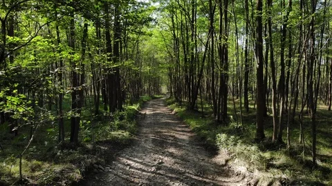 In the forest 動画素材 95803561