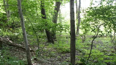 Forest Stock Footage 96183950