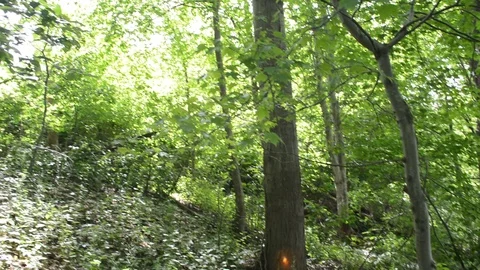 Forest Stock Footage 96184024