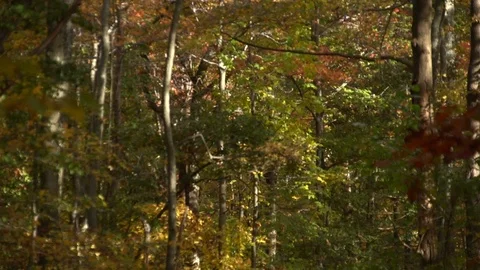 Forest 库存影片 97709718