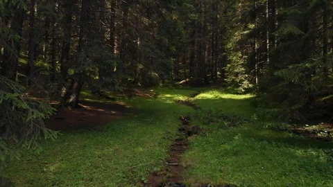 In to the forest Stockbeeldmateriaal 97915683