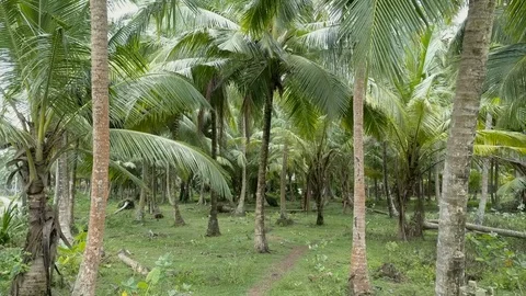  forest Video stock 97921929