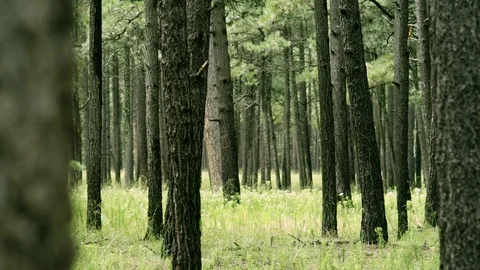 FOREST Stock Footage 98763927